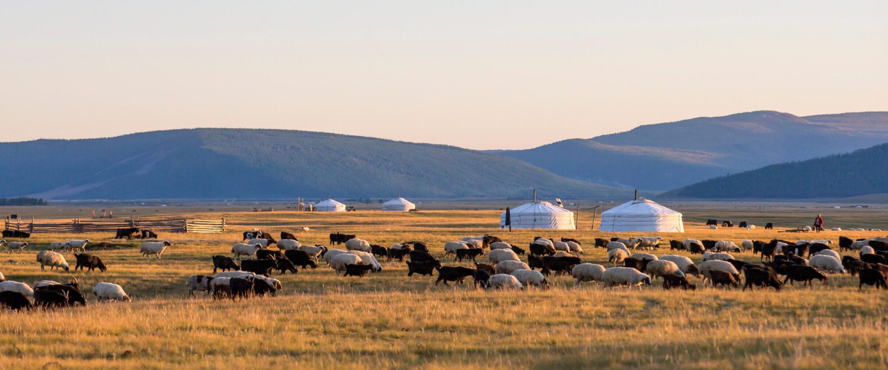 KEBFP9 ger ian sheep in a landscape of northern Mongolia